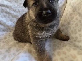 German Shepherd (Alsatian)