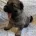 German Shepherd (Alsatian)