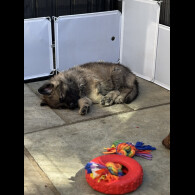 German Shepherd (Alsatian)
