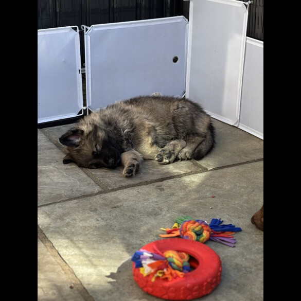 German Shepherd (Alsatian)