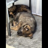 German Shepherd (Alsatian)