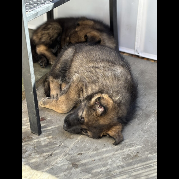 German Shepherd (Alsatian)