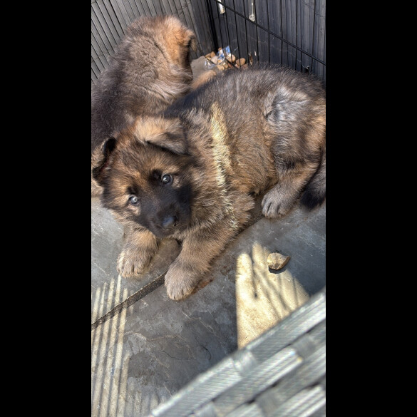German Shepherd (Alsatian)