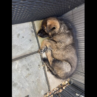 German Shepherd (Alsatian)