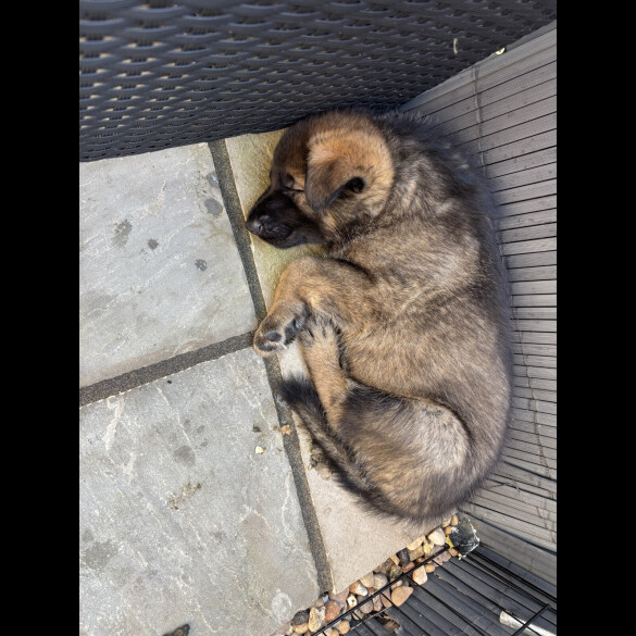 German Shepherd (Alsatian)