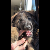 German Shepherd (Alsatian)