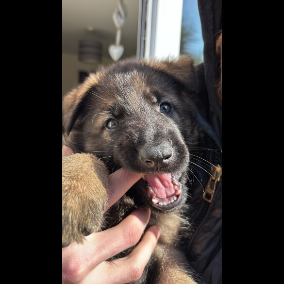German Shepherd (Alsatian)