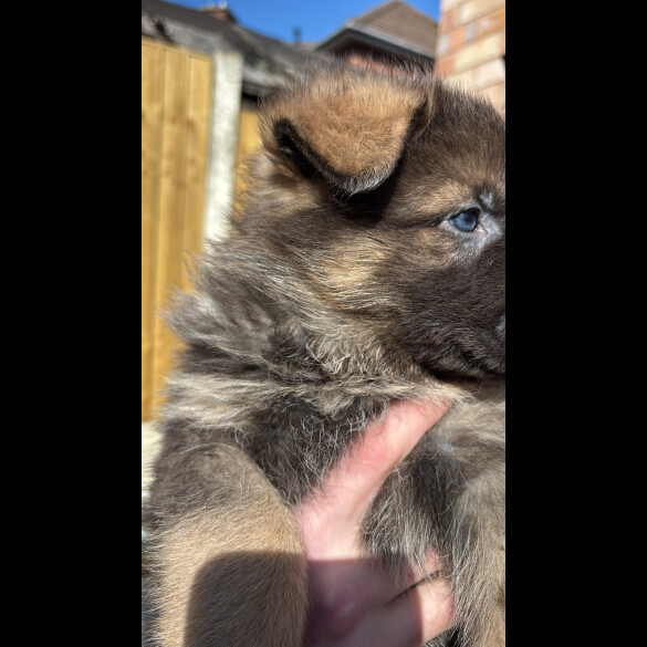 German Shepherd (Alsatian)