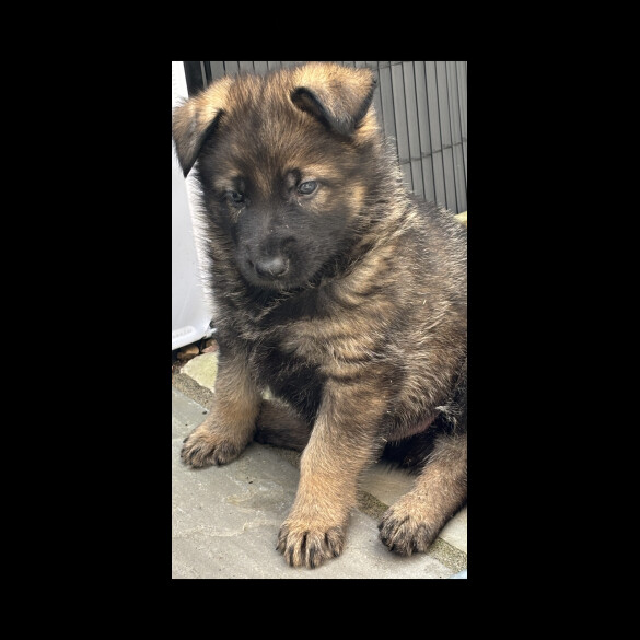 German Shepherd (Alsatian)