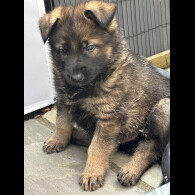 German Shepherd (Alsatian)