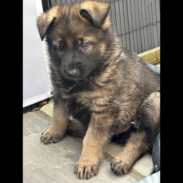 German Shepherd (Alsatian)