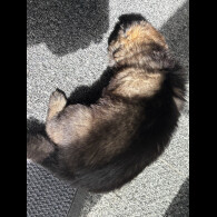 German Shepherd (Alsatian)
