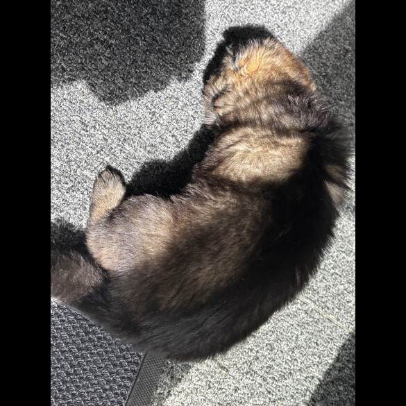 German Shepherd (Alsatian)