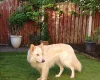 German Shepherd (Alsatian)