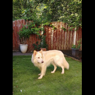 German Shepherd (Alsatian)