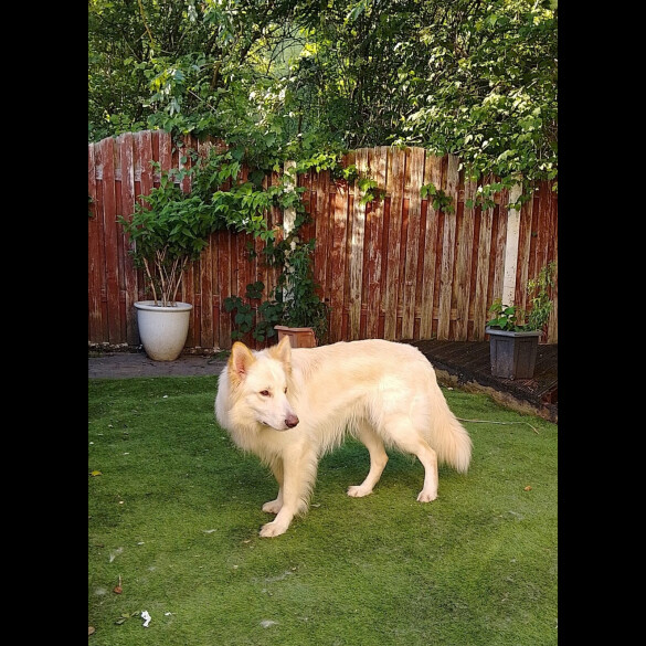 German Shepherd (Alsatian)