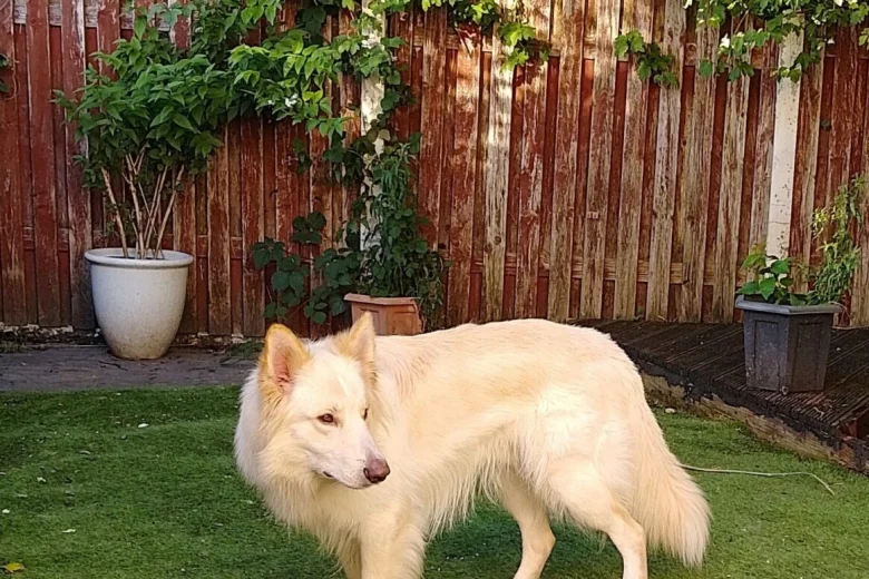 German Shepherd (Alsatian)