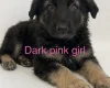 German Shepherd (Alsatian)