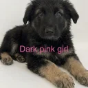 German Shepherd (Alsatian)