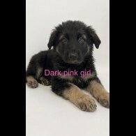 German Shepherd (Alsatian)