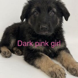 German Shepherd (Alsatian)