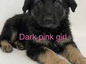 German Shepherd (Alsatian)