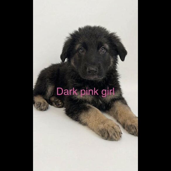 German Shepherd (Alsatian)