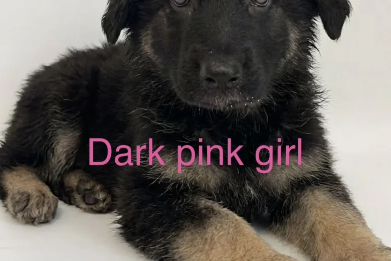 German Shepherd (Alsatian)