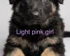 German Shepherd (Alsatian)