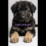 German Shepherd (Alsatian)