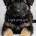 German Shepherd (Alsatian)