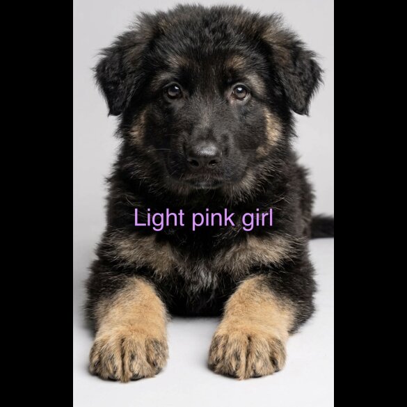 German Shepherd (Alsatian)