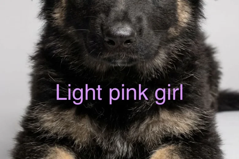 German Shepherd (Alsatian)