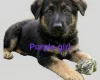 German Shepherd (Alsatian)