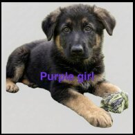 German Shepherd (Alsatian)