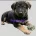 German Shepherd (Alsatian)