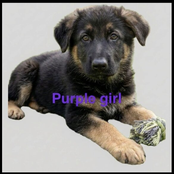 German Shepherd (Alsatian)