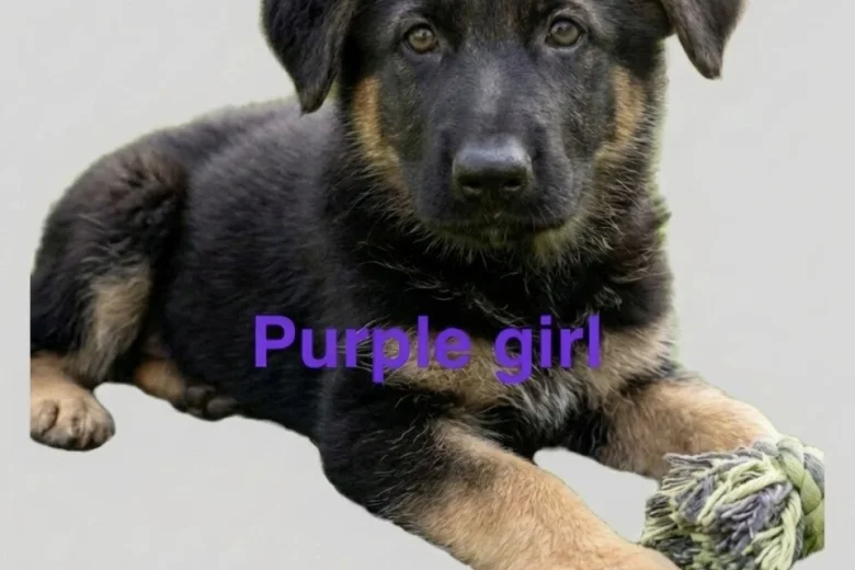 German Shepherd (Alsatian)