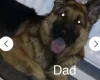 German Shepherd (Alsatian)