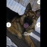 German Shepherd (Alsatian)