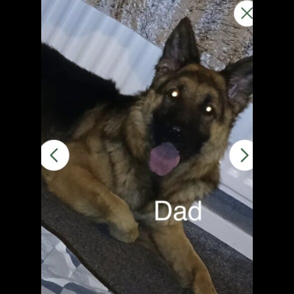 German Shepherd (Alsatian)