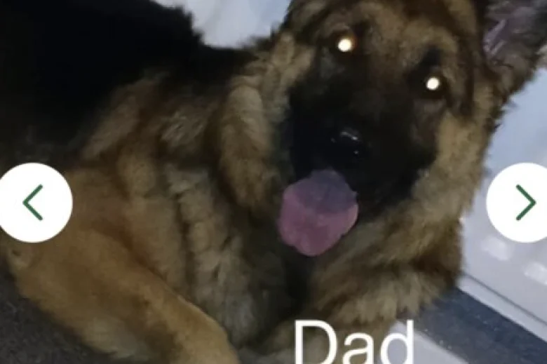 German Shepherd (Alsatian)