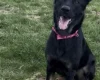 German Shepherd (Alsatian)