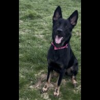 German Shepherd (Alsatian)