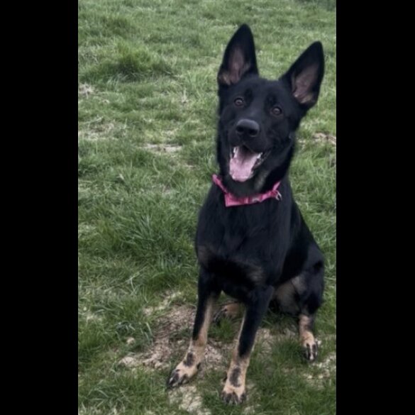 German Shepherd (Alsatian)