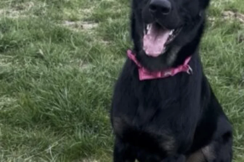 German Shepherd (Alsatian)