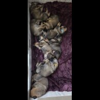 German Shepherd (Alsatian)