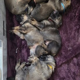 German Shepherd (Alsatian)