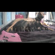 German Shepherd (Alsatian)