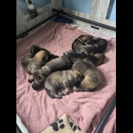 German Shepherd (Alsatian)